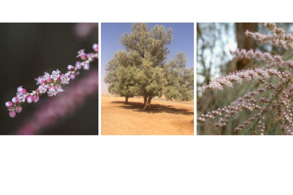 عسل الاثل, شجر الاثل