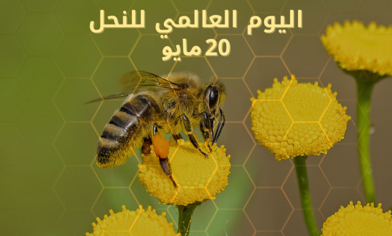 اليوم العالمي للنحل 20 مايو