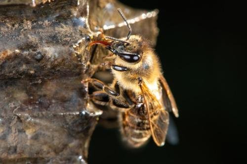 bee, western honey bee, european honey bee-7416162.jpg