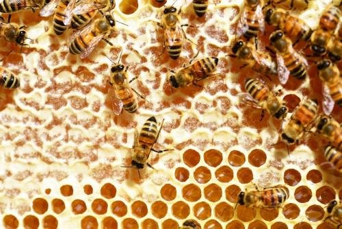 bees, honey, honey bees-345628.jpg