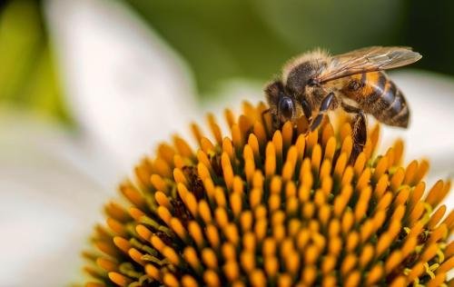 honey bee, flower, pollination-7133710.jpg